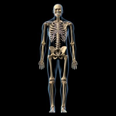 Human Male Skeleton Body
