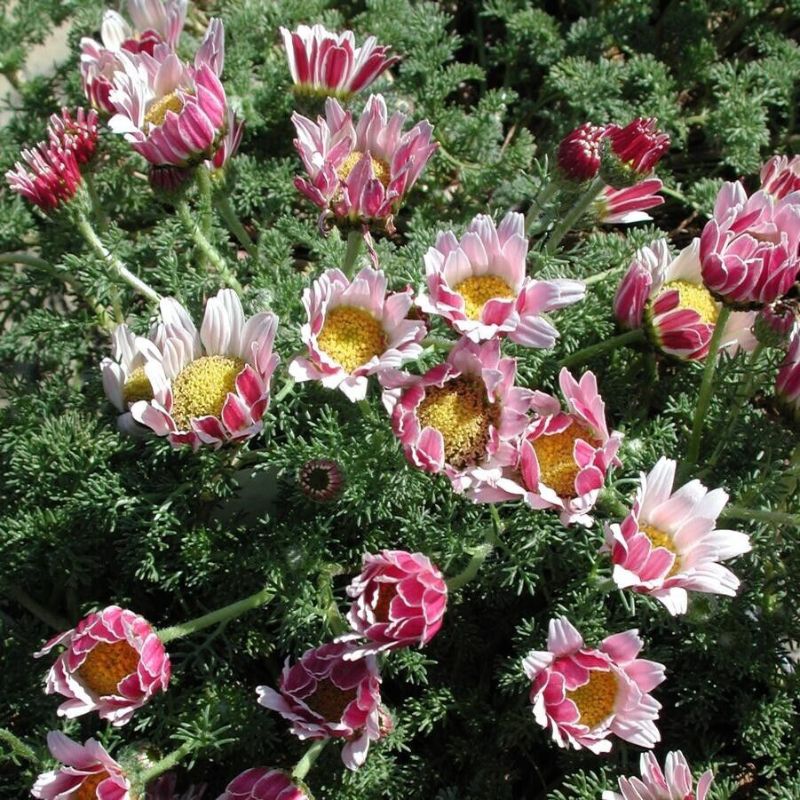 50+ Spring Carpet Daisy Seeds - Perennial Gnome Daisy - Anacyclus pyrethrum

