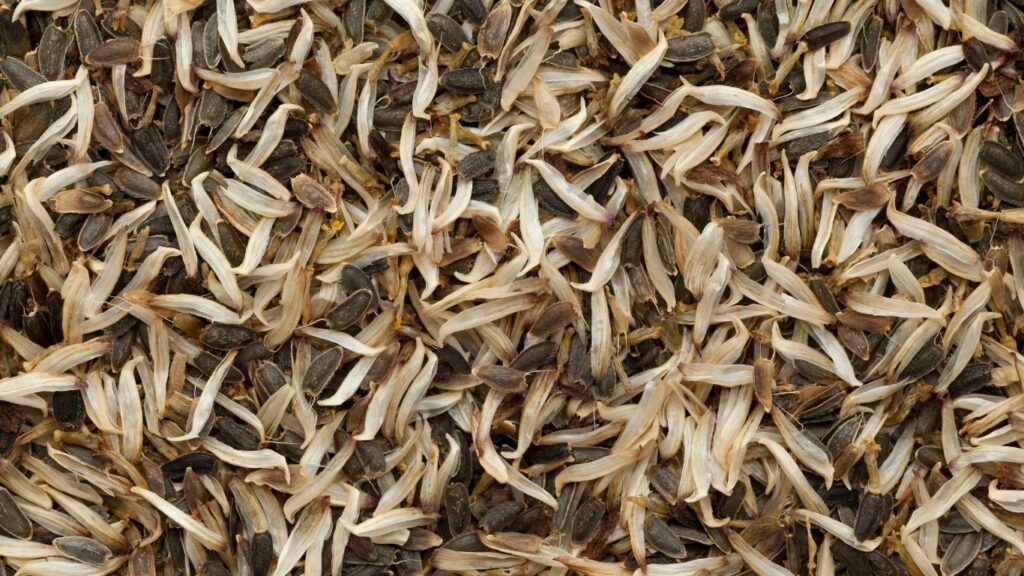  Dry Akarkara anacyclus pyrethrum Seeds