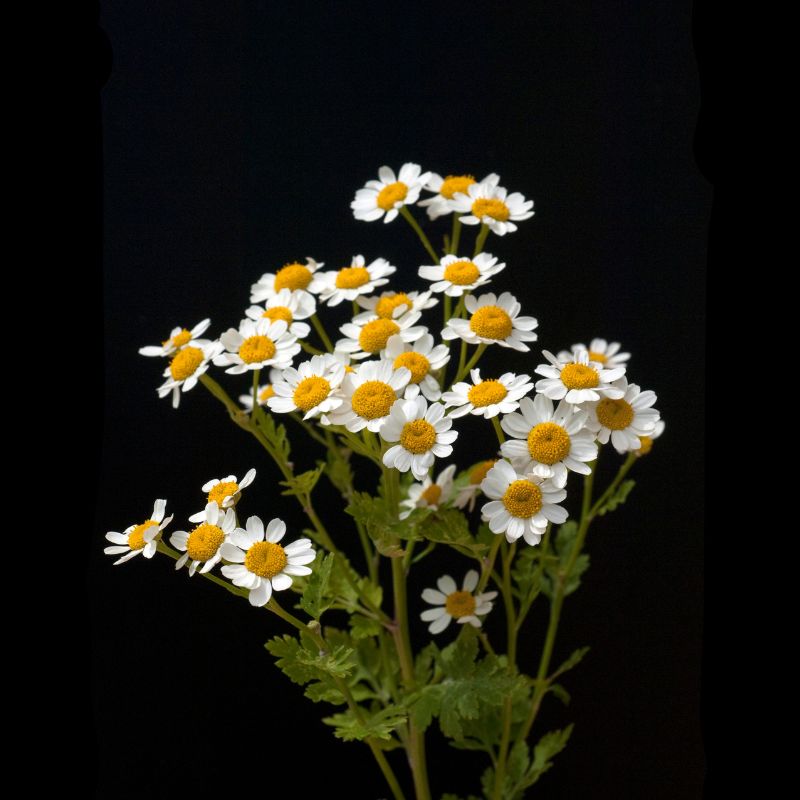 Akarkara/Anacyclus Pyrethrum Flowers